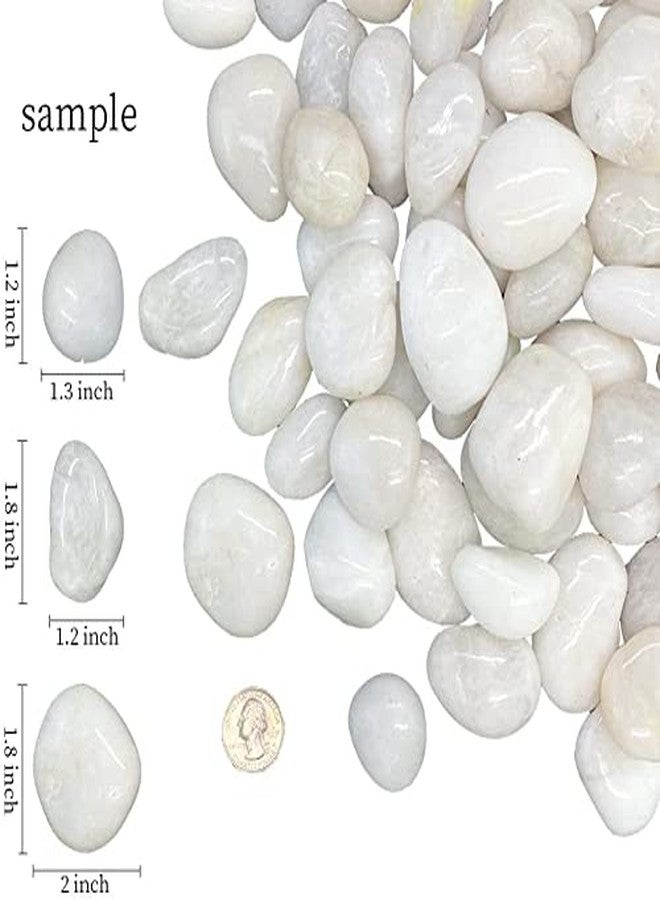 Bum Bum Bhole 2.5Kg Natural Polished White Pebbles (White Polished) Smooth for Plants, Aquariums,Terrarium,Succulents,Garden Pots,Bamboo Plants & Multi Purpose Pack (2.5 Kg, 30-50 mm, White Polished) - Image 5
